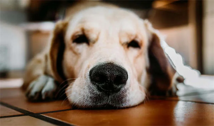 Dog Lethargy: 5 Warning Signs & When to Call Your Vet
