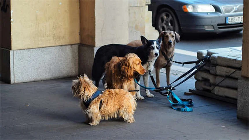 Dog Food Allergies vs Intolerance: Key Differences & Treatment Options
