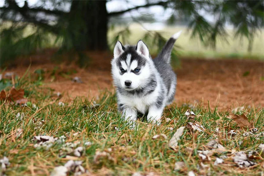 Dog Food Allergies vs Intolerance: Key Differences & Treatment Options