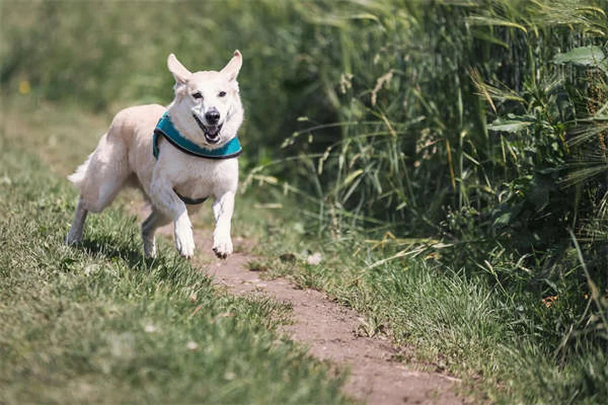 Dog Food Allergies vs Intolerance: Key Differences & Treatment Options