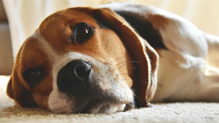 Dog Years to Human Years: How to Calculate Your Pup's True Age