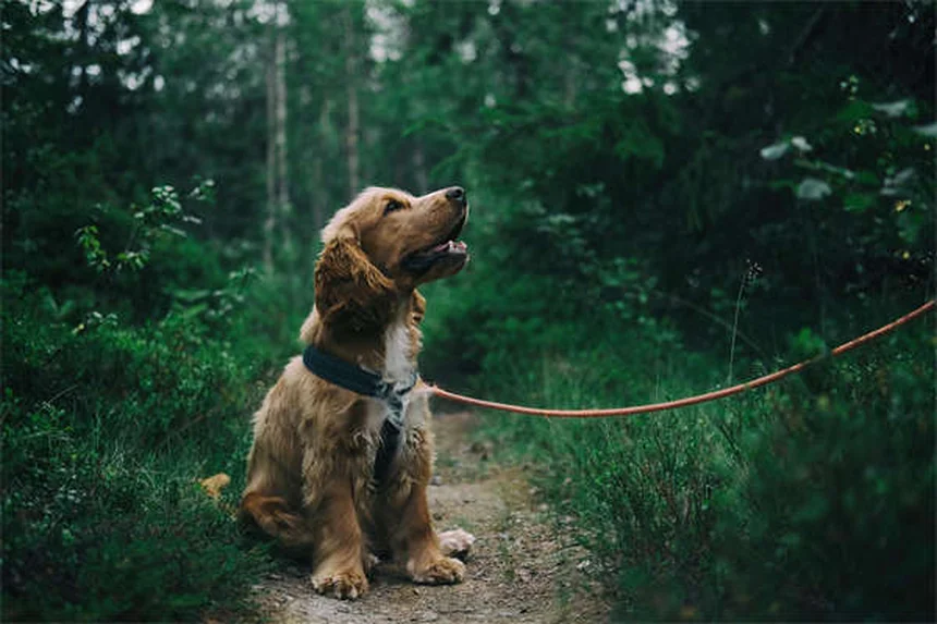 Dog Years to Human Years: How to Calculate Your Pup's True Age