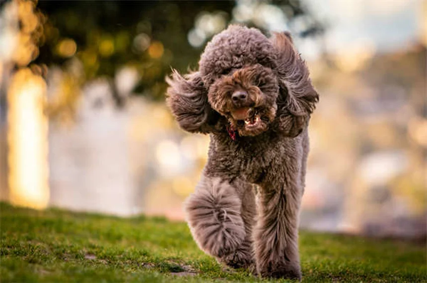 Dog Years to Human Years: How to Calculate Your Pup's True Age