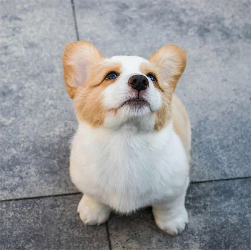 Rabbit Chewed Electrical Cord? Emergency Steps to Save Your Pet