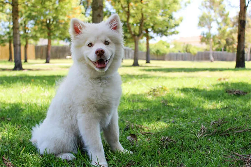 Rabbit Chewed Electrical Cord? Emergency Steps to Save Your Pet