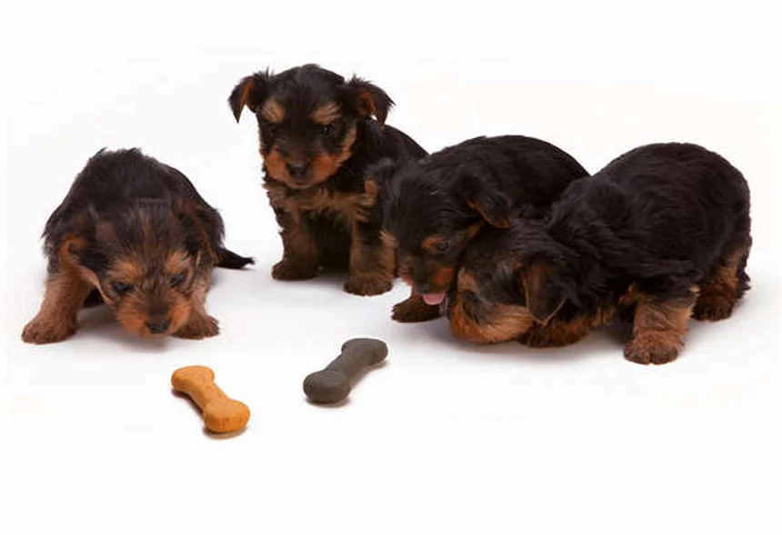 Rabbit Chewed Electrical Cord? Emergency Steps to Save Your Pet