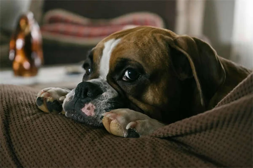 5 Best Dog Aging Supplements to Boost NAD+ for Senior Pets