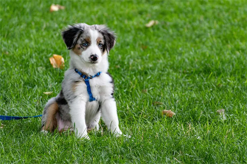 5 Best Dog Aging Supplements to Boost NAD+ for Senior Pets