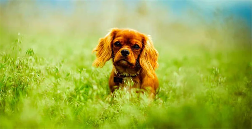 8 Best Irish Dog Breeds for Active Families (2024 Guide)