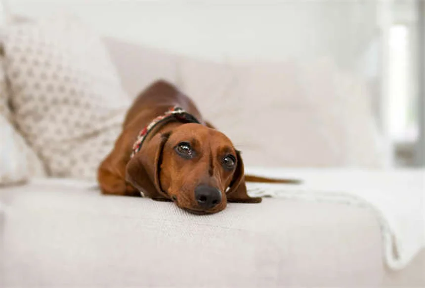 8 Best Irish Dog Breeds for Active Families (2024 Guide)
