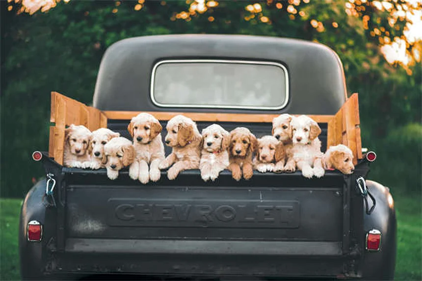 8 Best Irish Dog Breeds for Active Families (2024 Guide)