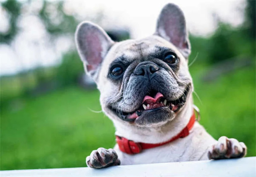 Furosemide for Dogs: What Pet Owners Need to Know