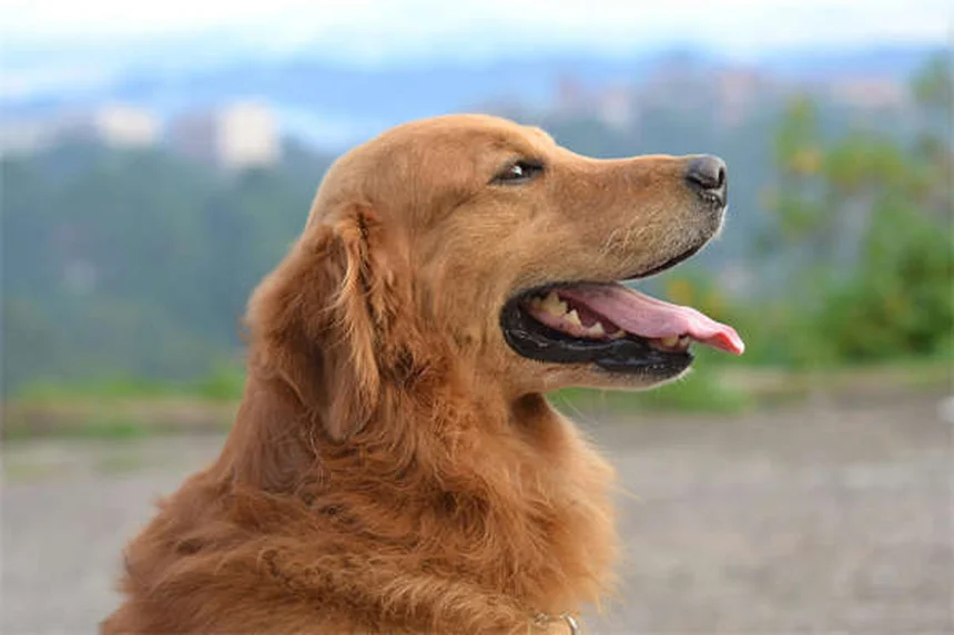 Furosemide for Dogs: What Pet Owners Need to Know