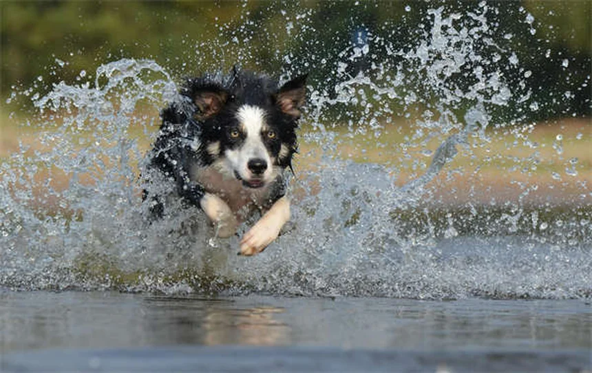 Furosemide for Dogs: What Pet Owners Need to Know