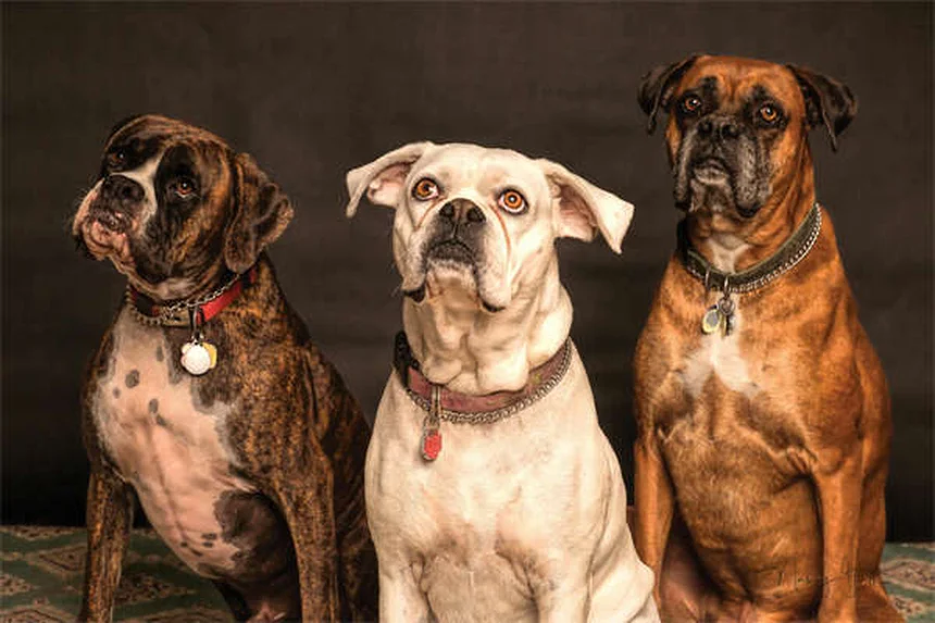 Why Is My Dog Peeing So Much? 7 Common Causes & When to Worry