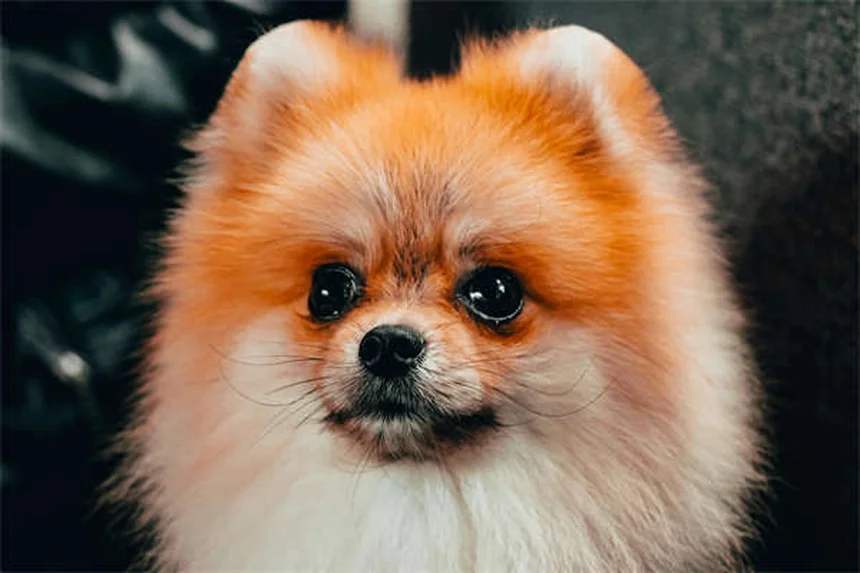 Why Is My Dog Peeing So Much? 7 Common Causes & When to Worry