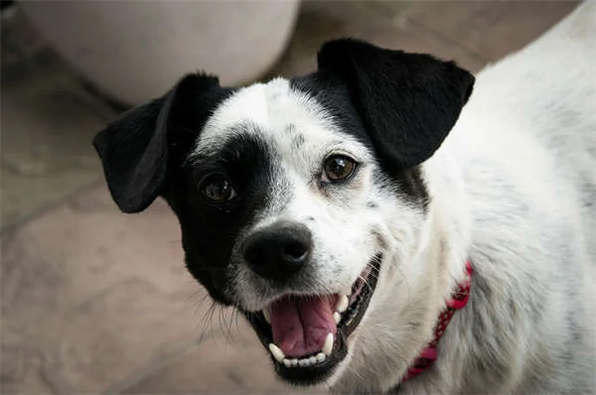 5 Most Common Dog Cancers: Symptoms & Treatments You Should Know