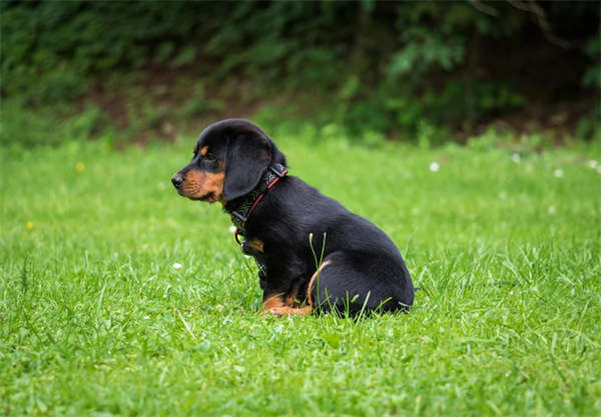 5 Most Common Dog Cancers: Symptoms & Treatments You Should Know