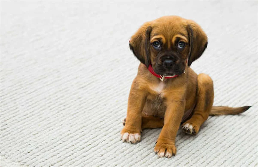 5 Most Common Dog Cancers: Symptoms & Treatments You Should Know