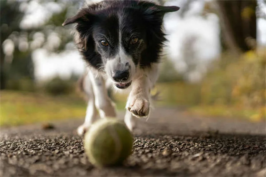 Dog Lethargy: 5 Warning Signs & When to Call Your Vet