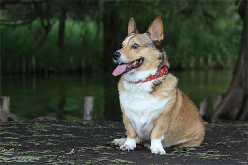 Dog Lethargy: 5 Warning Signs & When to Call Your Vet