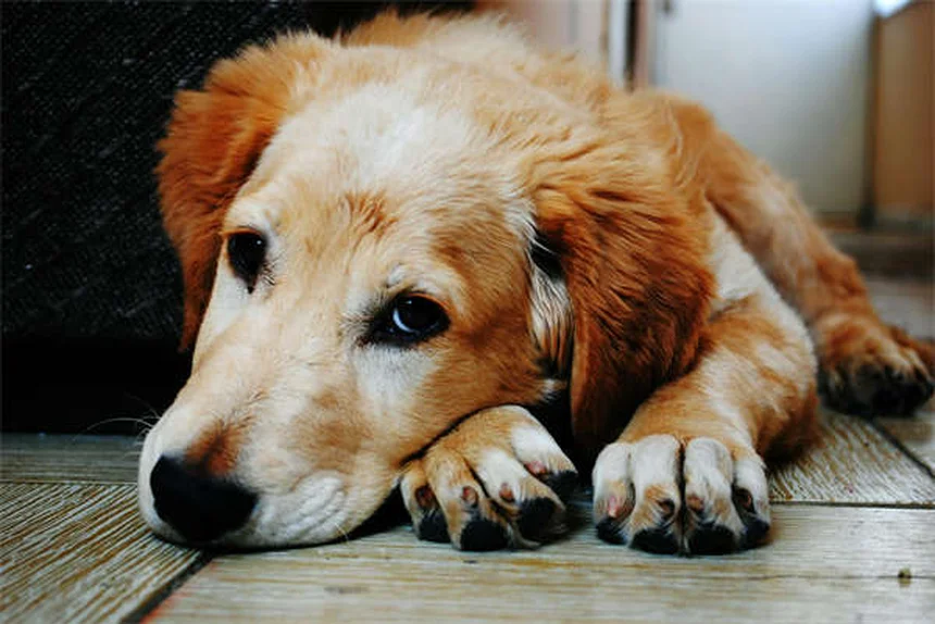 Rabbit Treponematosis: 5 Crucial Facts Every Bunny Owner Must Know