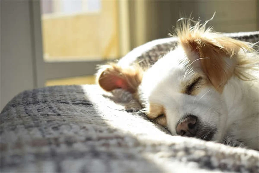 French Bulldog Health Issues: 23 Common Problems & Prevention Tips