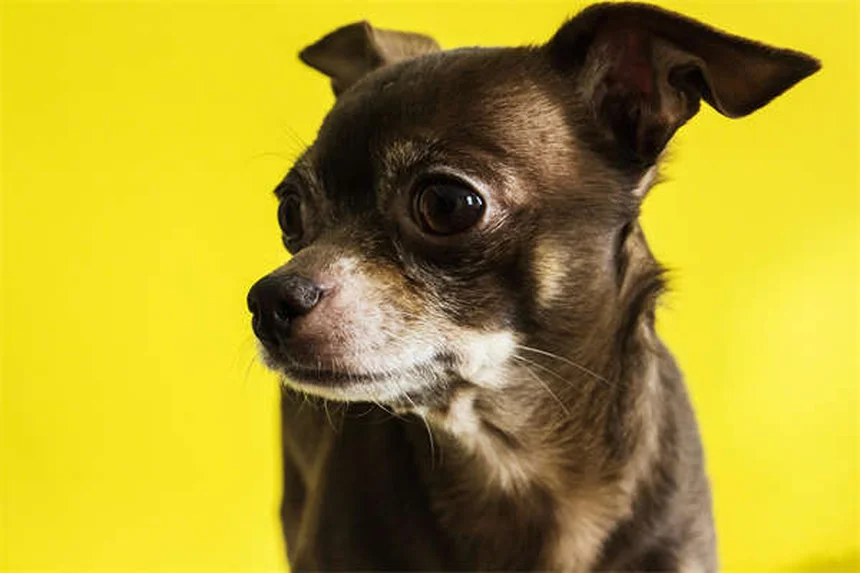 French Bulldog Health Issues: 23 Common Problems & Prevention Tips