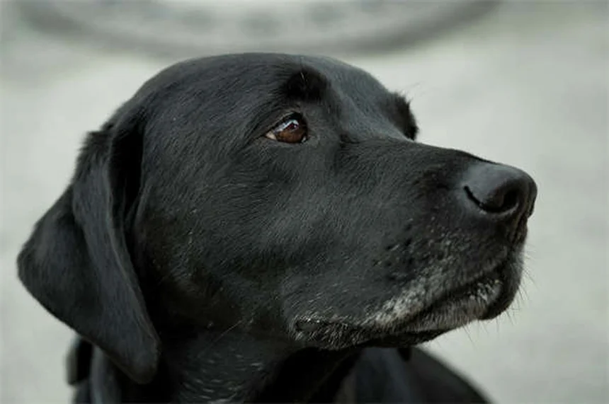 8 Senior Dog Food Tips: Keep Your Aging Pup Healthy & Happy