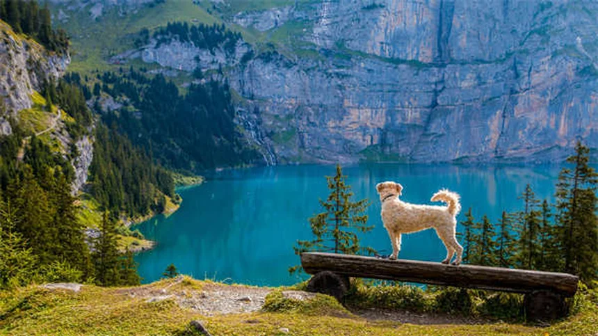 8 Senior Dog Food Tips: Keep Your Aging Pup Healthy & Happy