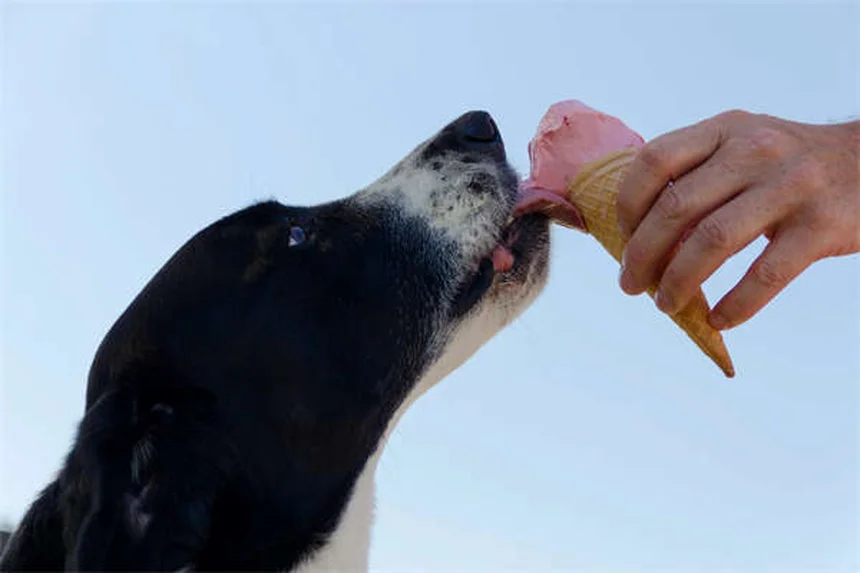 Soft Tissue Sarcoma in Dogs: Symptoms, Treatment & Prognosis