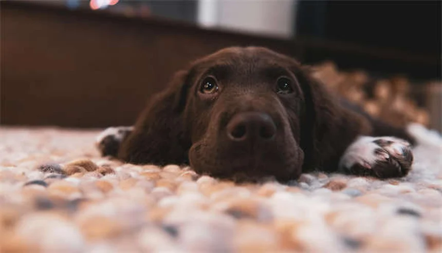 Soft Tissue Sarcoma in Dogs: Symptoms, Treatment & Prognosis