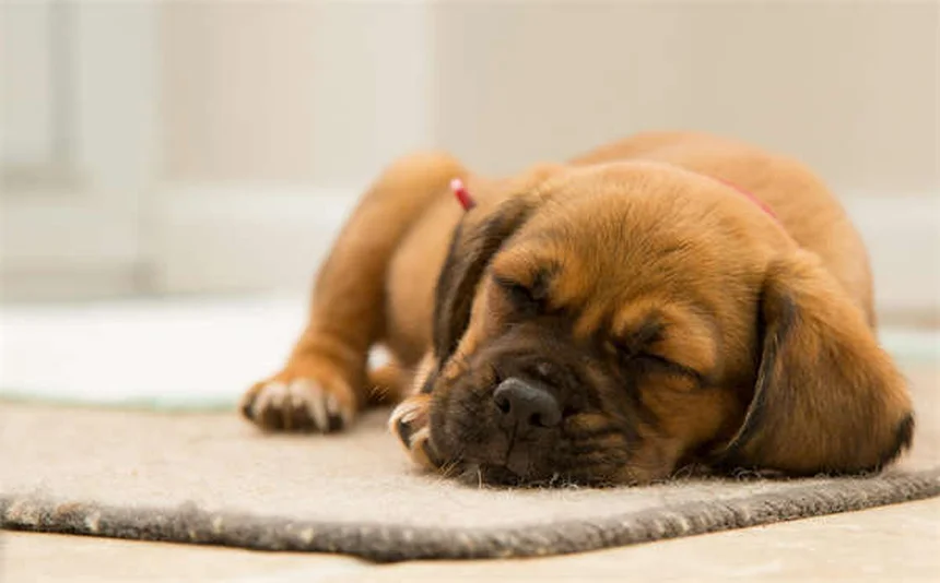 Cerumene™ for Pets: The Ultimate Ear Cleaning Solution Explained