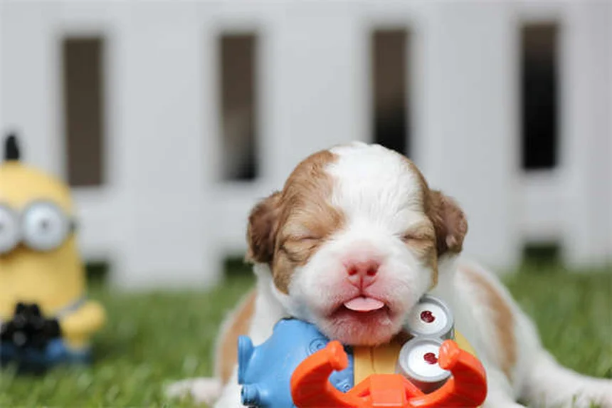 Cerumene™ for Pets: The Ultimate Ear Cleaning Solution Explained