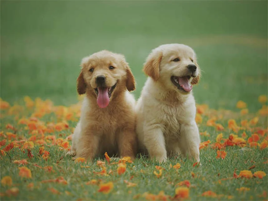 Proliferative Bowel Disease in Ferrets: Symptoms & Treatment Guide