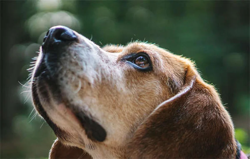 11 Dangerous Flea & Tick Home Remedies That Don't Work