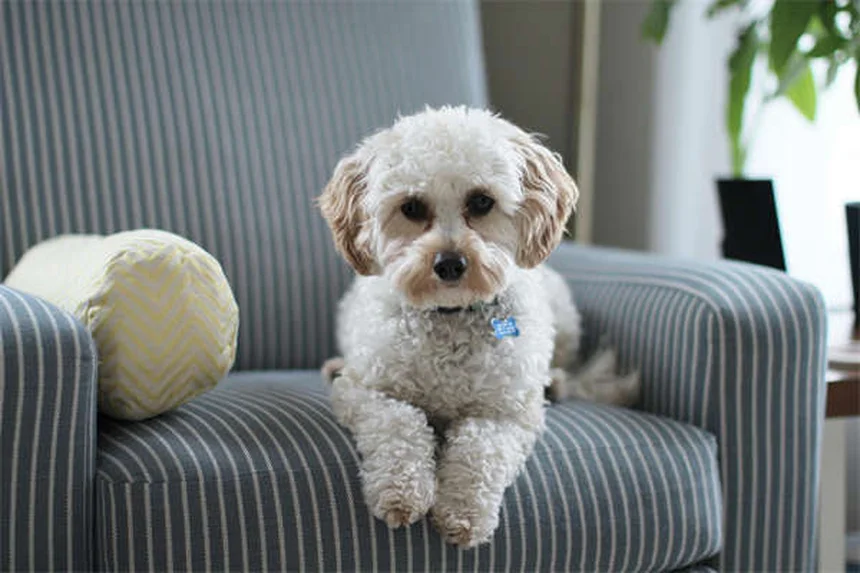 11 Dangerous Flea & Tick Home Remedies That Don't Work