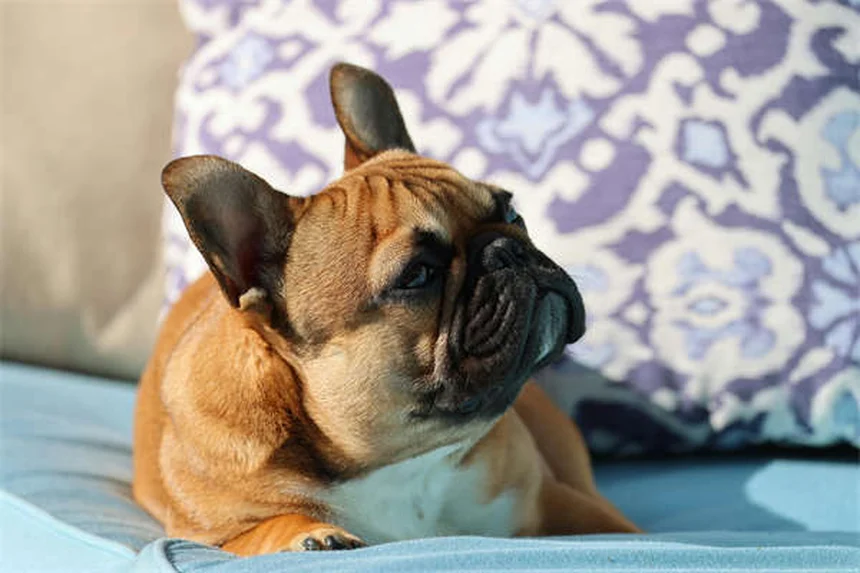 Dog Allergy Symptoms: 5 Signs Your Pup Needs Relief Now