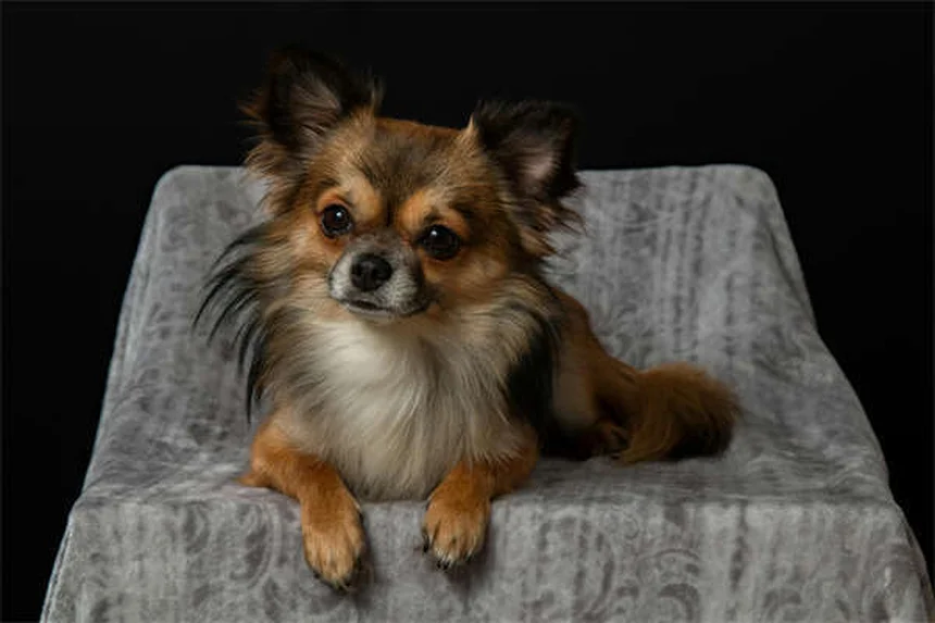 Dog Teeth Chattering: 7 Causes & When to Worry