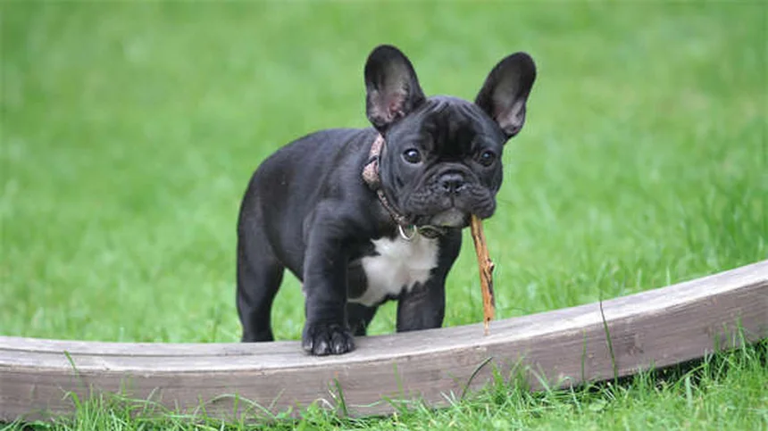 Dog Teeth Chattering: 7 Causes & When to Worry