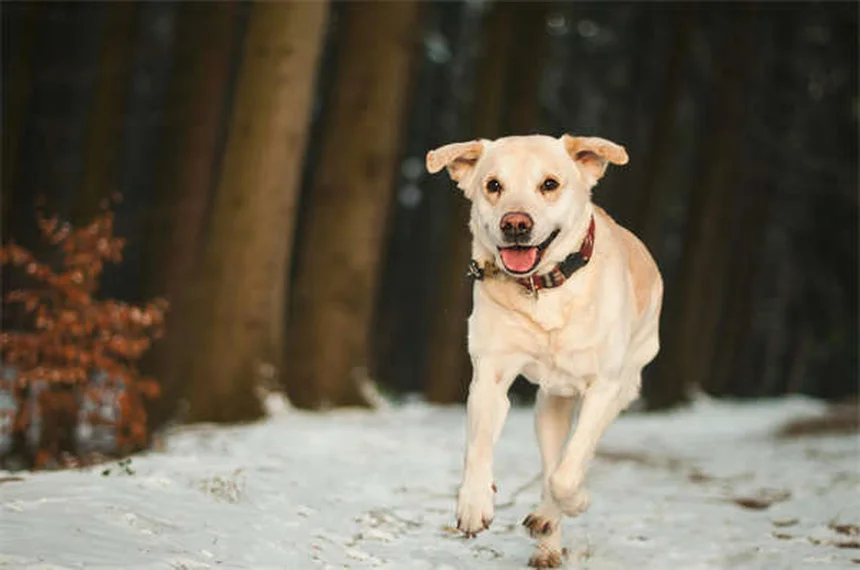Dog Teeth Chattering: 7 Causes & When to Worry