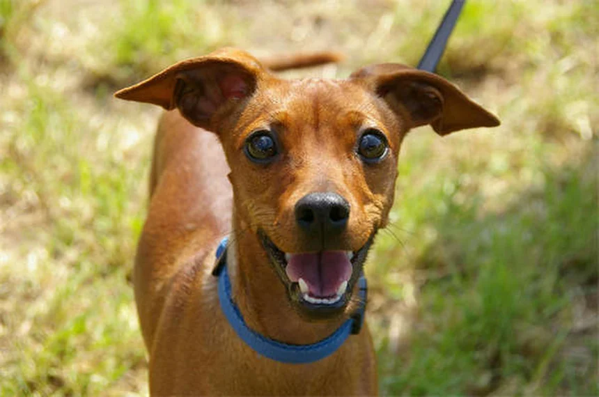 Dog Teeth Chattering: 7 Causes & When to Worry