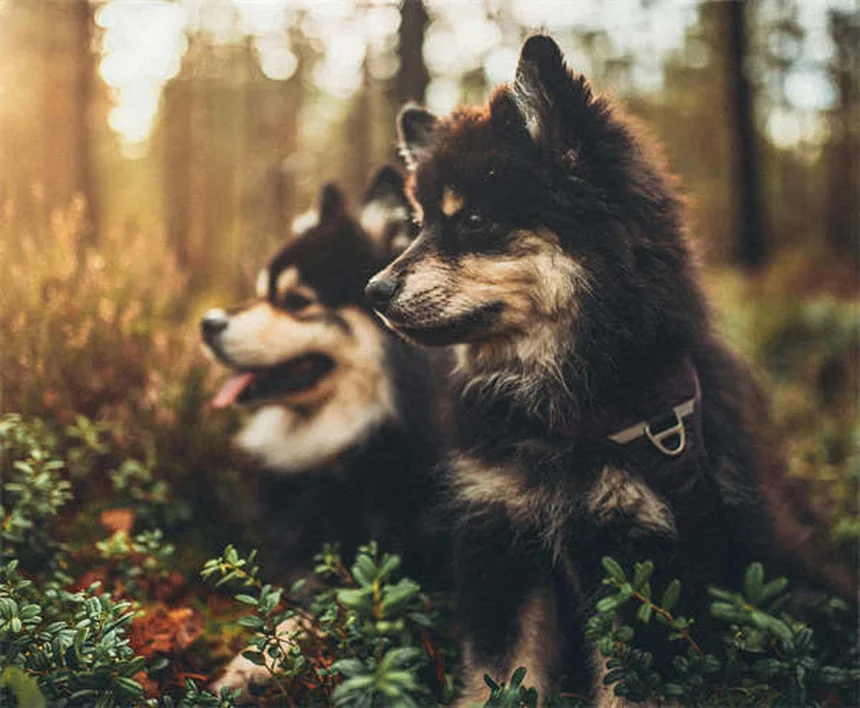 Why Is My Dog Coughing and Gagging? 5 Common Causes Explained