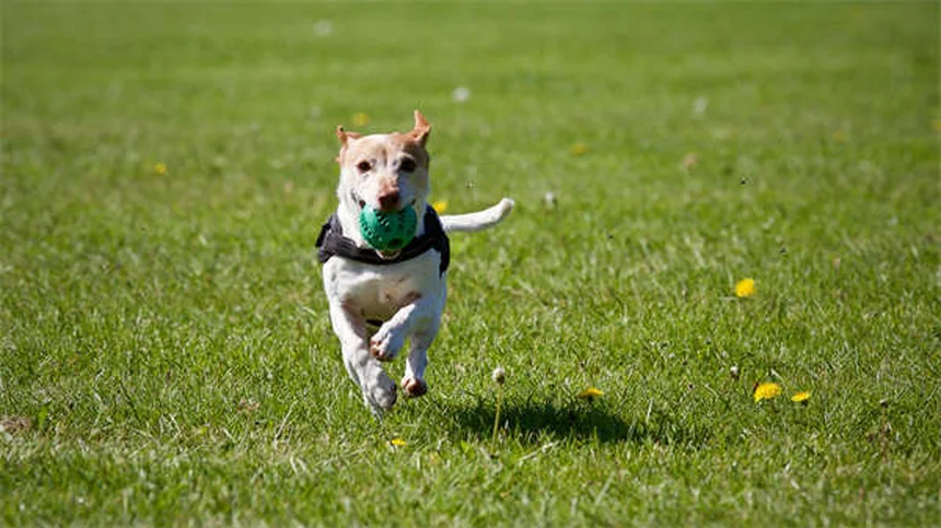Why Is My Dog Coughing and Gagging? 5 Common Causes Explained