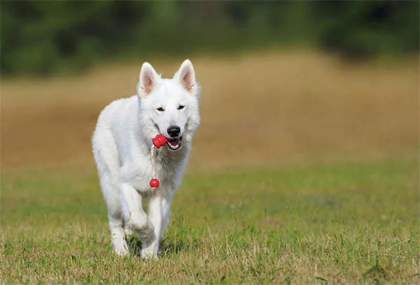 Essential Oils for Dogs: Safe Uses & Toxic Oils to Avoid