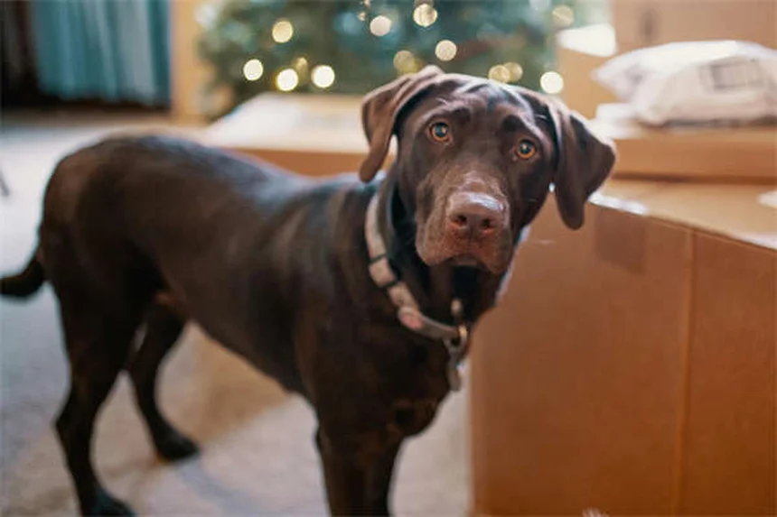 Essential Oils for Dogs: Safe Uses & Toxic Oils to Avoid