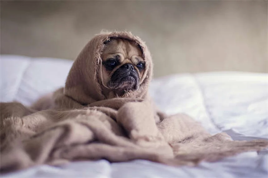 Essential Oils for Dogs: Safe Uses & Toxic Oils to Avoid