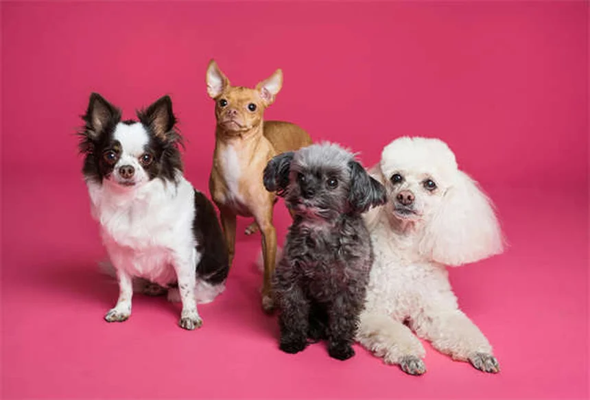 Essential Oils for Dogs: Safe Uses & Toxic Oils to Avoid