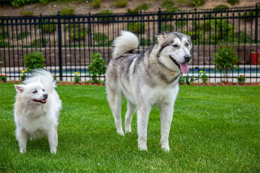 Puppy Development 6-12 Months: What to Expect as Your Dog Grows