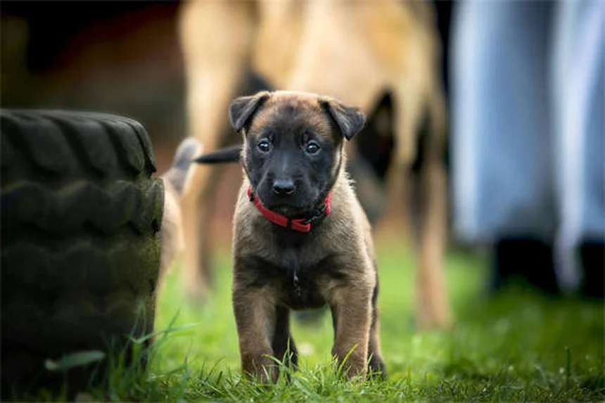 Puppy Development 6-12 Months: What to Expect as Your Dog Grows
